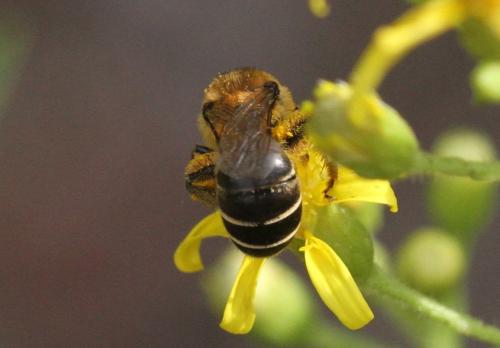 Colletes collaris